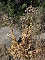 acourtia microcephalia